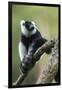 Black and White Ruffed Lemur, Madagascar-Paul Souders-Framed Photographic Print