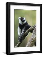 Black and White Ruffed Lemur, Madagascar-Paul Souders-Framed Photographic Print