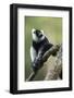 Black and White Ruffed Lemur, Madagascar-Paul Souders-Framed Photographic Print