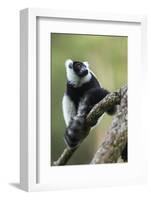 Black and White Ruffed Lemur, Madagascar-Paul Souders-Framed Photographic Print