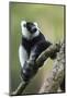 Black and White Ruffed Lemur, Madagascar-Paul Souders-Mounted Photographic Print