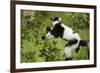 Black and White Ruffed Lemur, Madagascar-Paul Souders-Framed Photographic Print