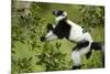 Black and White Ruffed Lemur, Madagascar-Paul Souders-Mounted Photographic Print