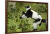 Black and White Ruffed Lemur, Madagascar-Paul Souders-Framed Photographic Print
