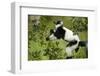 Black and White Ruffed Lemur, Madagascar-Paul Souders-Framed Photographic Print