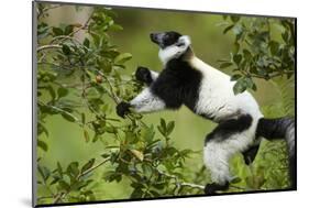 Black and White Ruffed Lemur, Madagascar-Paul Souders-Mounted Photographic Print
