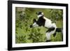 Black and White Ruffed Lemur, Madagascar-Paul Souders-Framed Photographic Print