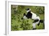 Black and White Ruffed Lemur, Madagascar-Paul Souders-Framed Photographic Print