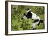 Black and White Ruffed Lemur, Madagascar-Paul Souders-Framed Photographic Print