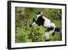 Black and White Ruffed Lemur, Madagascar-Paul Souders-Framed Photographic Print