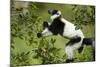 Black and White Ruffed Lemur, Madagascar-Paul Souders-Mounted Photographic Print