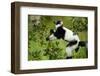 Black and White Ruffed Lemur, Madagascar-Paul Souders-Framed Photographic Print