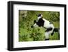 Black and White Ruffed Lemur, Madagascar-Paul Souders-Framed Photographic Print