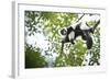 Black and White Ruffed Lemur (Varecia Variegata), Endemic to Madagascar, Seen on Lemur Island-Matthew Williams-Ellis-Framed Photographic Print