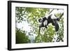 Black and White Ruffed Lemur (Varecia Variegata), Endemic to Madagascar, Seen on Lemur Island-Matthew Williams-Ellis-Framed Photographic Print