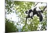 Black and White Ruffed Lemur (Varecia Variegata), Endemic to Madagascar, Seen on Lemur Island-Matthew Williams-Ellis-Mounted Photographic Print