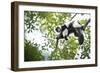 Black and White Ruffed Lemur (Varecia Variegata), Endemic to Madagascar, Seen on Lemur Island-Matthew Williams-Ellis-Framed Photographic Print