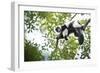 Black and White Ruffed Lemur (Varecia Variegata), Endemic to Madagascar, Seen on Lemur Island-Matthew Williams-Ellis-Framed Photographic Print