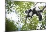 Black and White Ruffed Lemur (Varecia Variegata), Endemic to Madagascar, Seen on Lemur Island-Matthew Williams-Ellis-Mounted Photographic Print