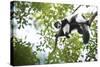 Black and White Ruffed Lemur (Varecia Variegata), Endemic to Madagascar, Seen on Lemur Island-Matthew Williams-Ellis-Stretched Canvas