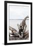 Black-and-white ruffed lemur (Varecia variegata), Lake Ampitabe, Pangalanes Lakes, Tamatave, Madaga-Christian Kober-Framed Photographic Print