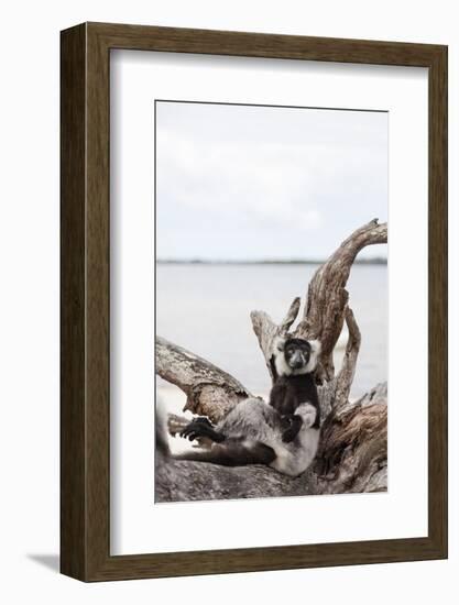 Black-and-white ruffed lemur (Varecia variegata), Lake Ampitabe, Pangalanes Lakes, Tamatave, Madaga-Christian Kober-Framed Photographic Print