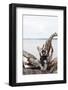 Black-and-white ruffed lemur (Varecia variegata), Lake Ampitabe, Pangalanes Lakes, Tamatave, Madaga-Christian Kober-Framed Photographic Print