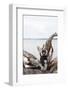 Black-and-white ruffed lemur (Varecia variegata), Lake Ampitabe, Pangalanes Lakes, Tamatave, Madaga-Christian Kober-Framed Photographic Print