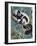 Black-And-White Ruffed Lemur (Varecia Variegata), Lemuridae-null-Framed Giclee Print