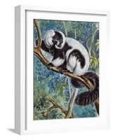 Black-And-White Ruffed Lemur (Varecia Variegata), Lemuridae-null-Framed Giclee Print