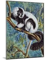 Black-And-White Ruffed Lemur (Varecia Variegata), Lemuridae-null-Mounted Giclee Print