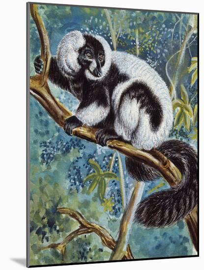 Black-And-White Ruffed Lemur (Varecia Variegata), Lemuridae-null-Mounted Giclee Print