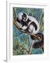 Black-And-White Ruffed Lemur (Varecia Variegata), Lemuridae-null-Framed Giclee Print