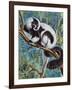 Black-And-White Ruffed Lemur (Varecia Variegata), Lemuridae-null-Framed Giclee Print