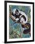 Black-And-White Ruffed Lemur (Varecia Variegata), Lemuridae-null-Framed Giclee Print