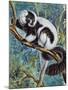 Black-And-White Ruffed Lemur (Varecia Variegata), Lemuridae-null-Mounted Giclee Print