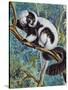 Black-And-White Ruffed Lemur (Varecia Variegata), Lemuridae-null-Stretched Canvas