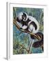 Black-And-White Ruffed Lemur (Varecia Variegata), Lemuridae-null-Framed Giclee Print