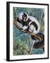 Black-And-White Ruffed Lemur (Varecia Variegata), Lemuridae-null-Framed Giclee Print