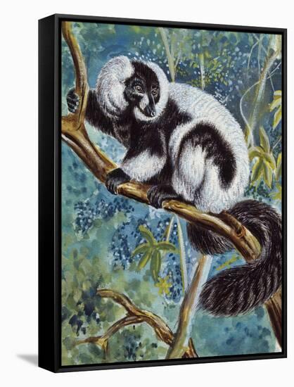 Black-And-White Ruffed Lemur (Varecia Variegata), Lemuridae-null-Framed Stretched Canvas