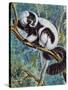 Black-And-White Ruffed Lemur (Varecia Variegata), Lemuridae-null-Stretched Canvas