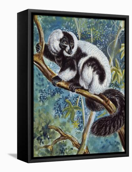 Black-And-White Ruffed Lemur (Varecia Variegata), Lemuridae-null-Framed Stretched Canvas