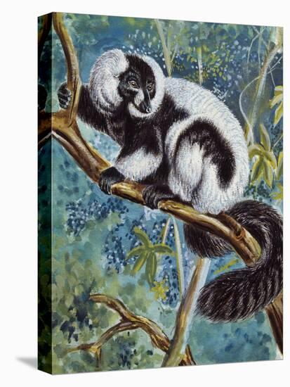 Black-And-White Ruffed Lemur (Varecia Variegata), Lemuridae-null-Stretched Canvas