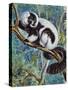 Black-And-White Ruffed Lemur (Varecia Variegata), Lemuridae-null-Stretched Canvas