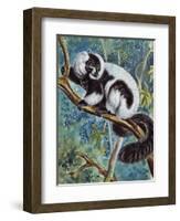 Black-And-White Ruffed Lemur (Varecia Variegata), Lemuridae-null-Framed Giclee Print