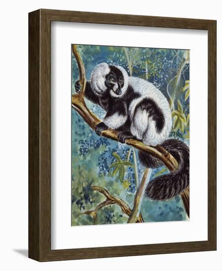 Black-And-White Ruffed Lemur (Varecia Variegata), Lemuridae-null-Framed Giclee Print