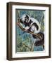 Black-And-White Ruffed Lemur (Varecia Variegata), Lemuridae-null-Framed Giclee Print