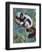 Black-And-White Ruffed Lemur (Varecia Variegata), Lemuridae-null-Framed Giclee Print