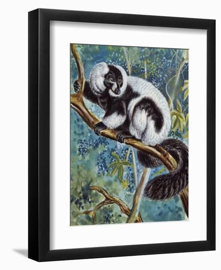 Black-And-White Ruffed Lemur (Varecia Variegata), Lemuridae-null-Framed Giclee Print