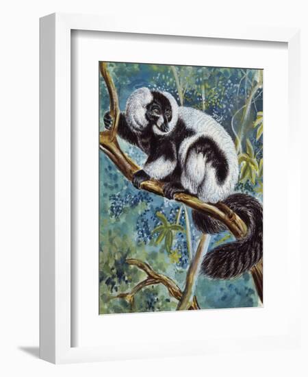 Black-And-White Ruffed Lemur (Varecia Variegata), Lemuridae-null-Framed Giclee Print